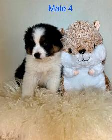 Australian Shepherd Puppies Ready Now! - Photo 7