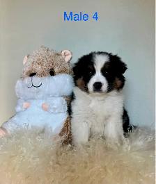 Australian Shepherd Puppies Ready Now! - Photo 8