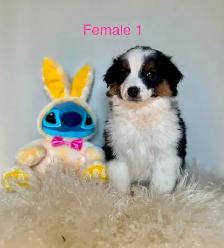 Australian Shepherd Puppies Ready Now! - Photo 9