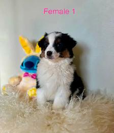 Australian Shepherd Puppies Ready Now! - Photo 10