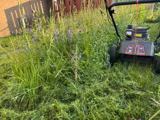 SPRING BACKYARD CLEAN-UP SPECIAL!