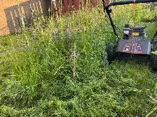 SPRING BACKYARD CLEAN-UP SPECIAL!