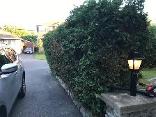 SPRING BACKYARD CLEAN-UP SPECIAL! - Photo 2