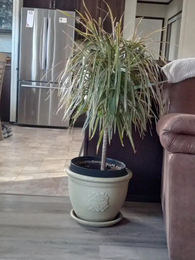 Tropical plants - Photo 2