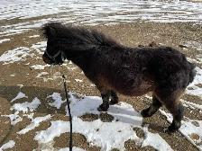 Horse mini quiet brown approximately 5 years 403-999-3919