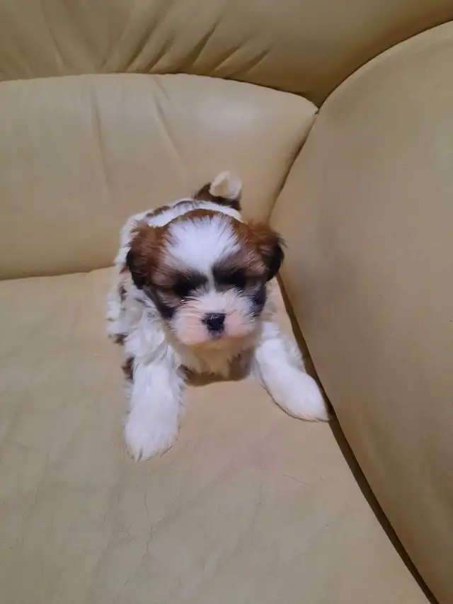 shihtzu puppies