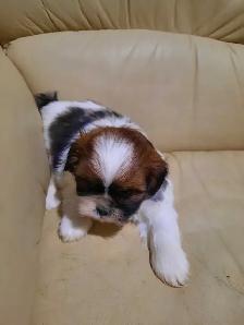 shihtzu puppies - Photo 2