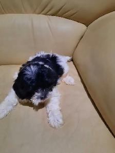 shihtzu puppies - Photo 3