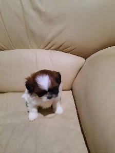shihtzu puppies - Photo 4