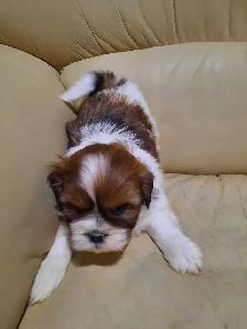 shihtzu puppies - Photo 5