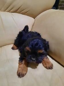 shihtzu puppies - Photo 6