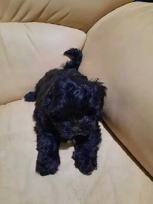 shihtzu puppies - Photo 7