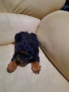 shihtzu puppies - Photo 8