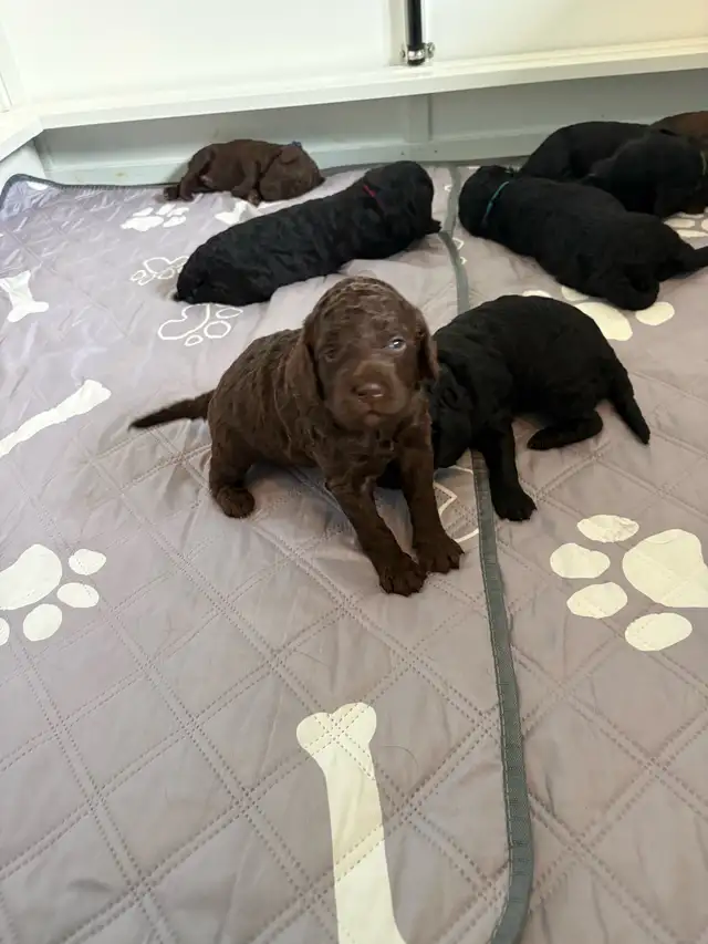 Magnifique portée de chiots caniches