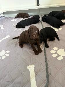 Magnifique portée de chiots caniches