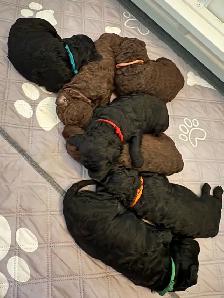 Magnifique portée de chiots caniches - Photo 2