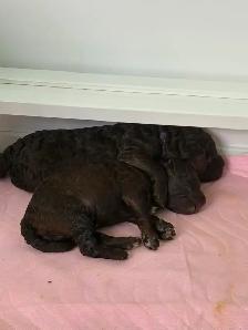 Magnifique portée de chiots caniches - Photo 3