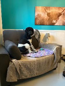 Magnifique portée de chiots caniches - Photo 4