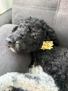 Magnifique portée de chiots caniches - Photo 5