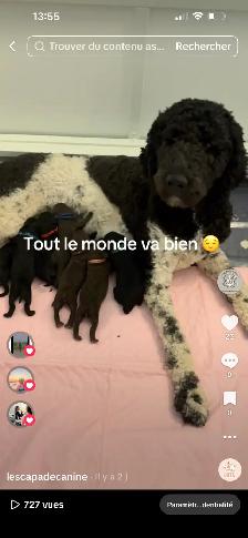 Magnifique portée de chiots caniches - Photo 6