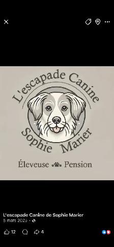 Magnifique portée de chiots caniches - Photo 7