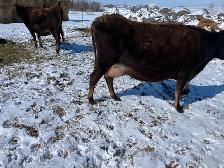 Jersey Milk Cow - Photo 3