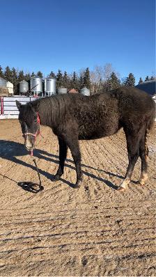 2 year old registered AQHA filly - Photo 1