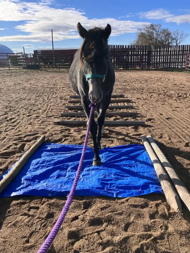 2 year old registered AQHA filly - Photo 2