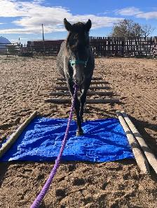 2 year old registered AQHA filly - Photo 2