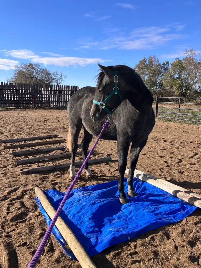 2 year old registered AQHA filly - Photo 3