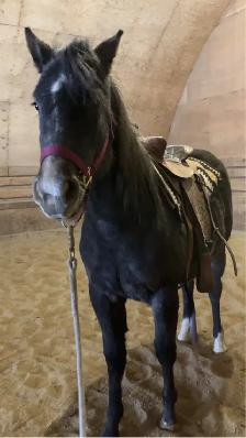 2 year old registered AQHA filly - Photo 4