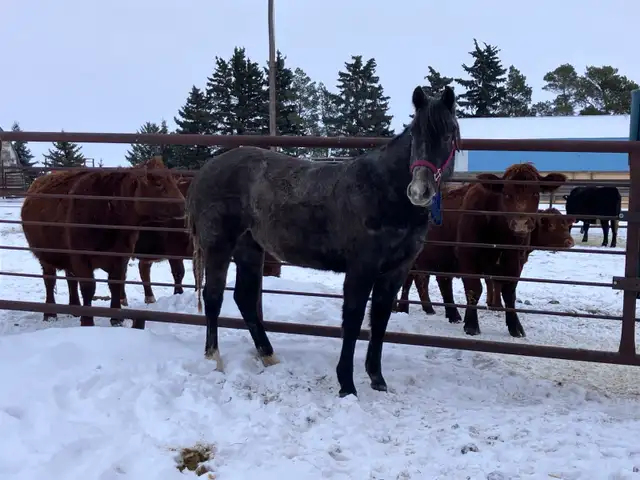 2 year old registered AQHA filly - Photo 5