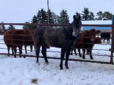 2 year old registered AQHA filly - Photo 5