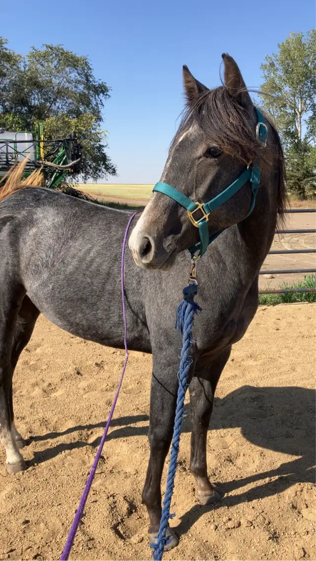 2 year old registered AQHA filly - Photo 6