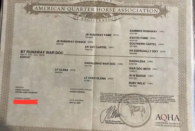 2 year old registered AQHA filly - Photo 7