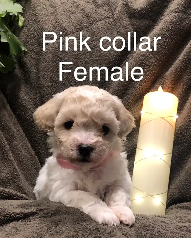 Adorable Bichon/Poodle Puppies