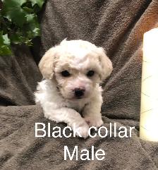 Adorable Bichon/Poodle Puppies - Photo 3