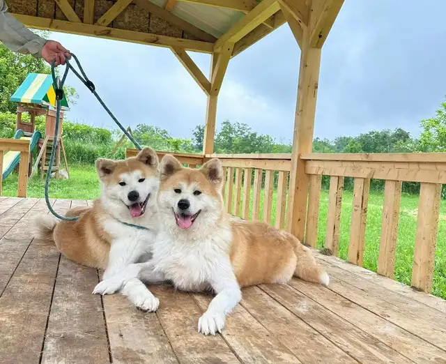 Purebred  Japanese Akita puppies looking for forever homes❤️
