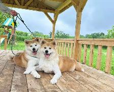 Purebred  Japanese Akita puppies looking for forever homes❤️