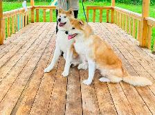 Purebred  Japanese Akita puppies looking for forever homes❤️ - Photo 2