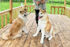 Purebred  Japanese Akita puppies looking for forever homes❤️ - Photo 3