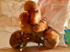 Purebred  Japanese Akita puppies looking for forever homes❤️ - Photo 4