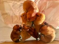 Purebred  Japanese Akita puppies looking for forever homes❤️ - Photo 5