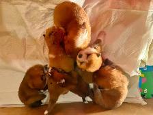 Purebred  Japanese Akita puppies looking for forever homes❤️ - Photo 6