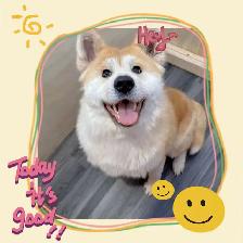 Purebred  Japanese Akita puppies looking for forever homes❤️ - Photo 7