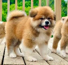 Purebred  Japanese Akita puppies looking for forever homes❤️ - Photo 9