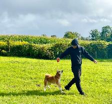 Purebred  Japanese Akita puppies looking for forever homes❤️ - Photo 10