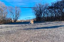 Purebred  Japanese Akita puppies looking for forever homes❤️ - Photo 11