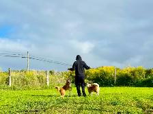 Purebred  Japanese Akita puppies looking for forever homes❤️ - Photo 12