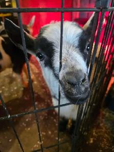 Alpine buckling - Photo 2